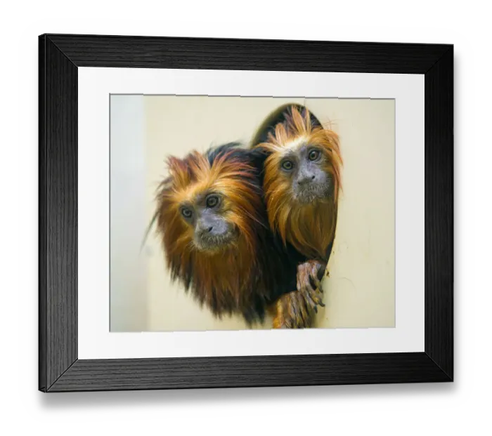 Framed Print : Two tamarins in the hole Framed Print : Two tamarins in the hole