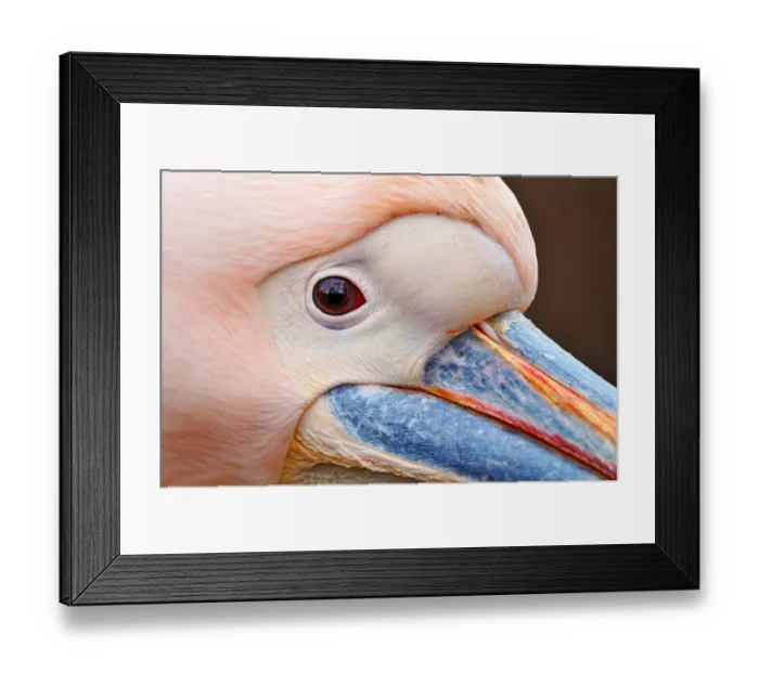 Framed Print : Extreme closeup of a pelican Framed Print : Extreme closeup of a pelican