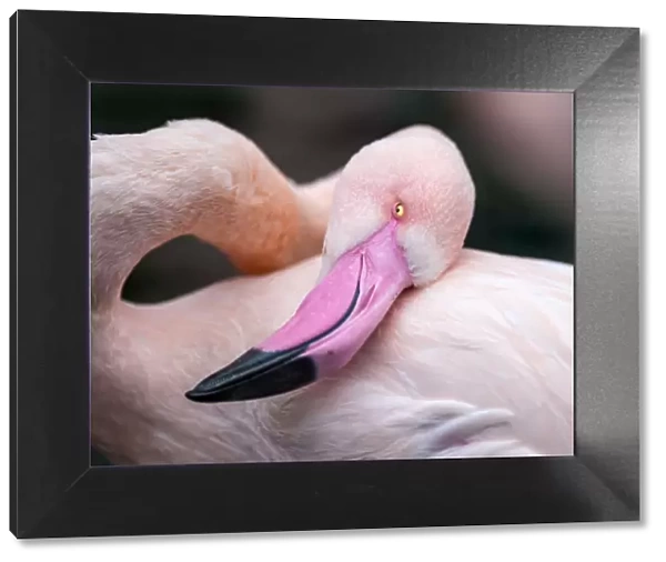 Grooming flamingo