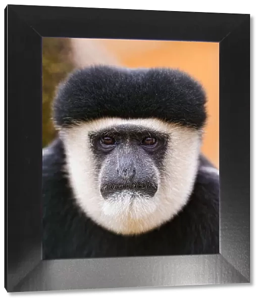 Portrait of Colobus monkey