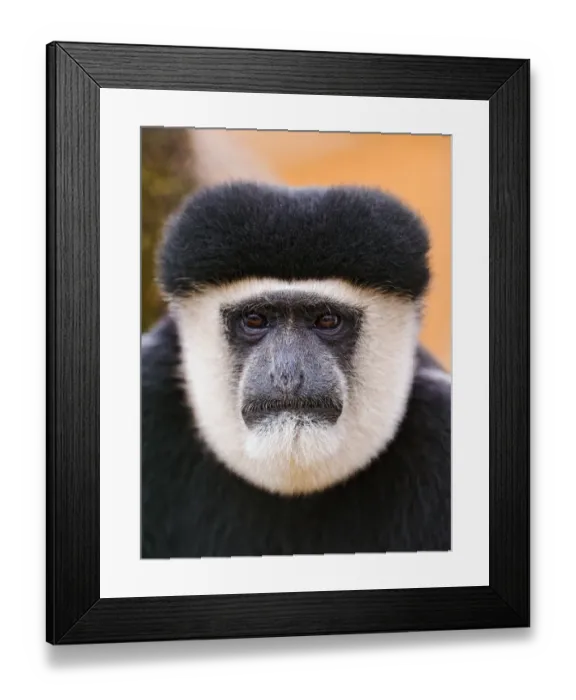 Framed Print : Portrait of Colobus monkey