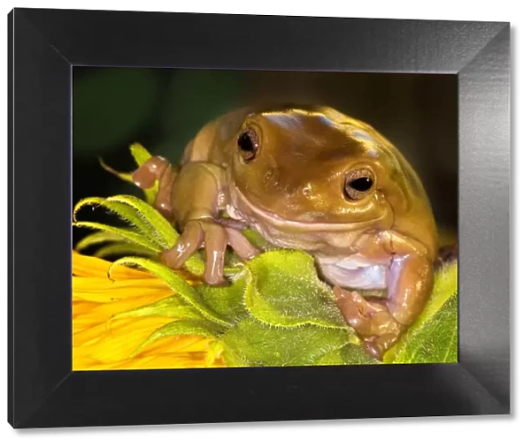 Tree Frog on Sunflower