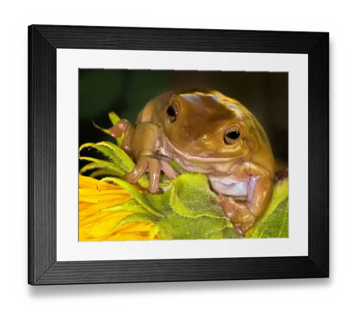 Framed Print : Tree Frog on Sunflower Framed Print : Tree Frog on Sunflower