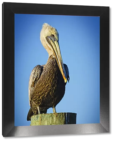 Brown Pelican perching on wooden post