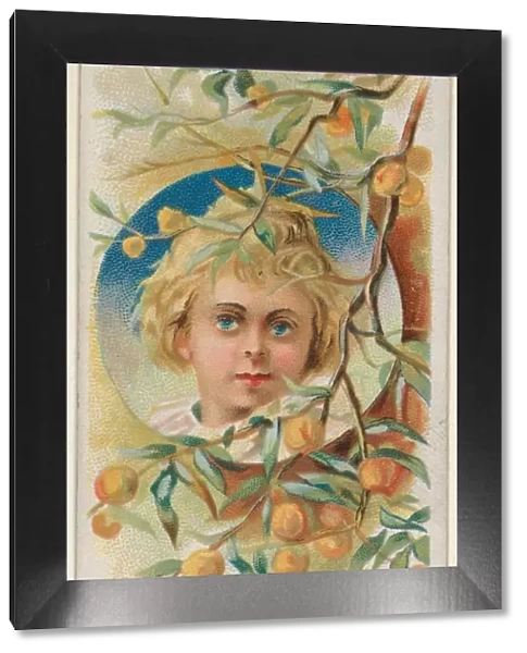 Apricots Trade Card 1891
