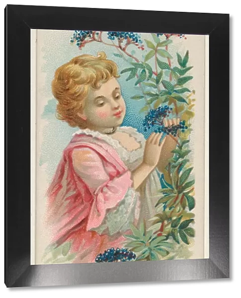 Elderberry Trade Card 1891