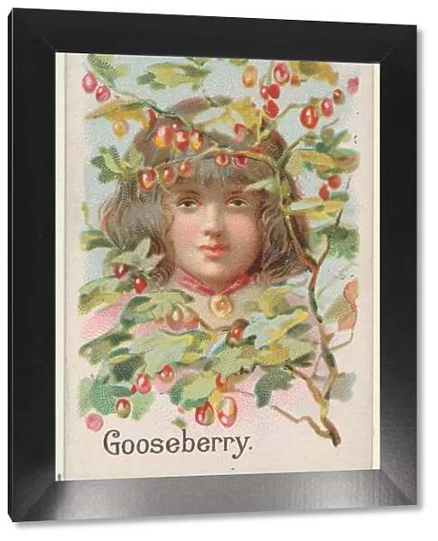 Gooseberry Trade Card 1891
