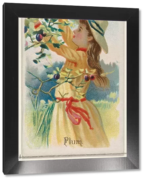 Plum Trade Card 1891