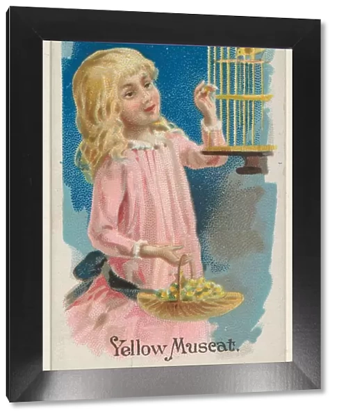 Yellow Muscat Trade Card 1891