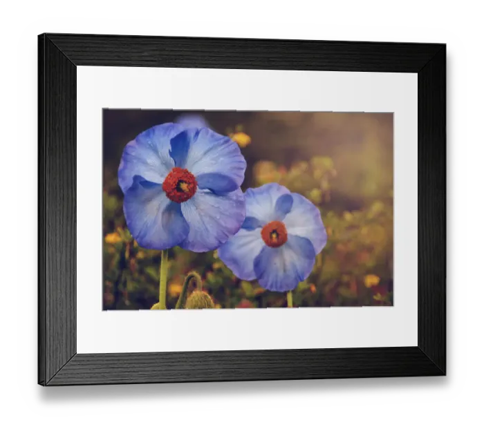 Framed Print : Himalayan blue poppy