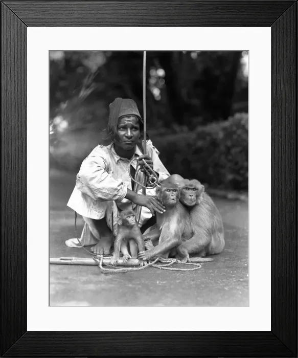 Framed Print : Performing monkeys Framed Print : Performing monkeys