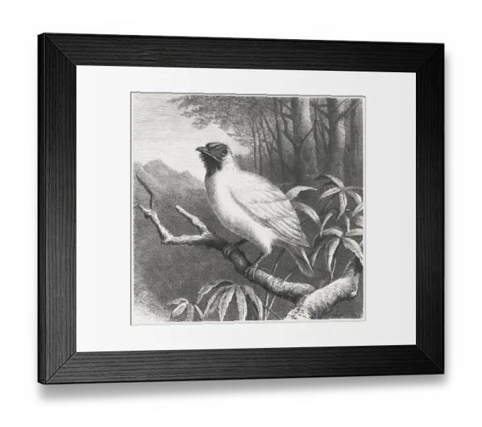 Framed Print : Bare-throated Bellbird (Procnias nudicollis), wood engraving, published in 1875 Framed Print : Bare-throated Bellbird (Procnias nudicollis), wood engraving, published in 1875
