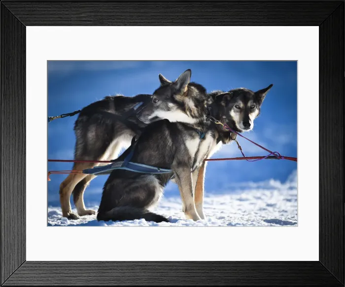 Framed Print : Sibirian Husky sled dogs ready to run Framed Print : Sibirian Husky sled dogs ready to run