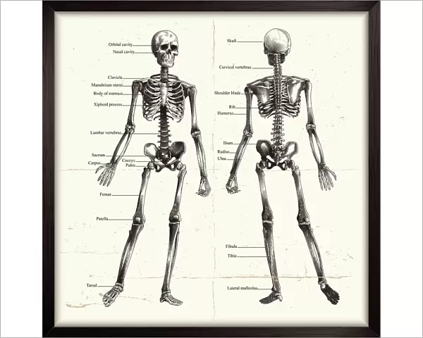Labelled Human Skeleton. Engraving