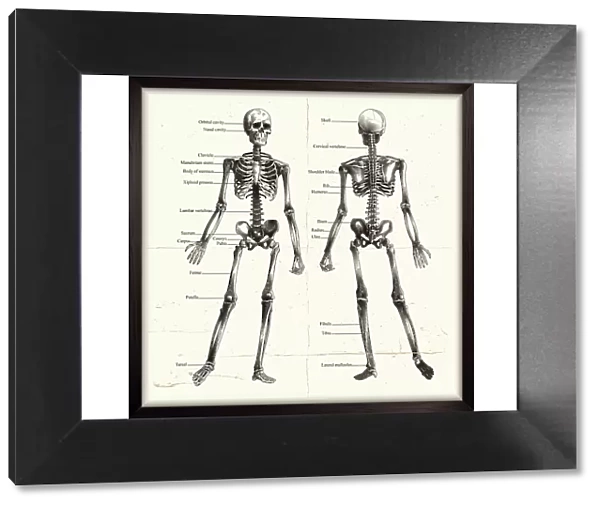 Labelled Human Skeleton. Engraving