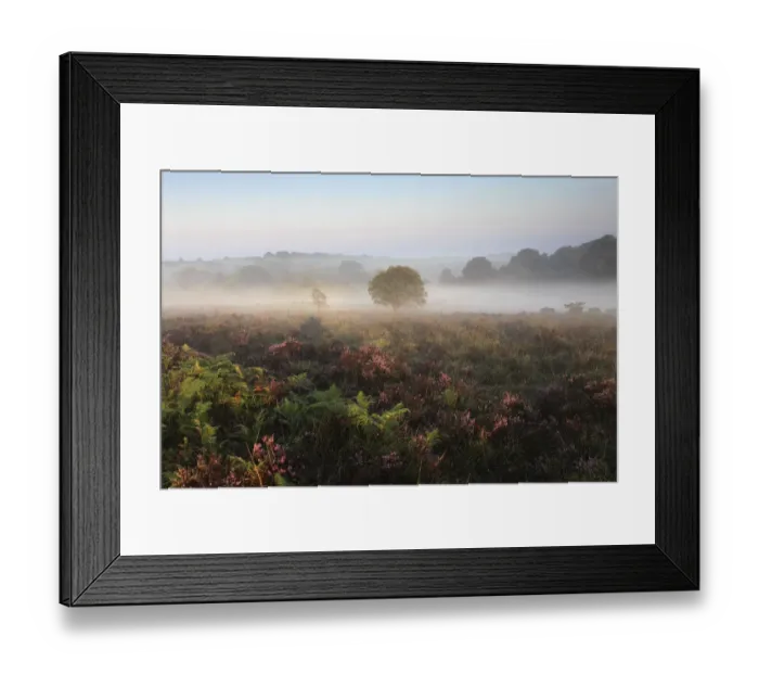 Framed Print : Misty morning sunrise; Ibsley Common Framed Print : Misty morning sunrise; Ibsley Common