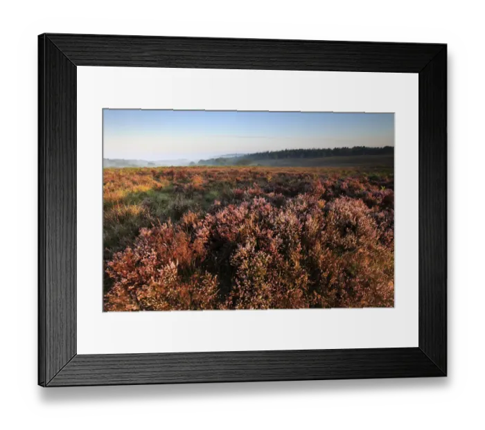 Framed Print : Misty morning sunrise; Ibsley Common