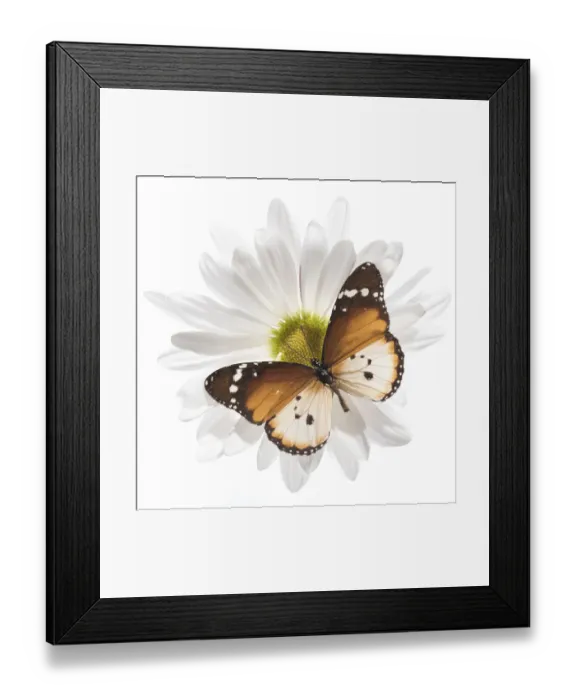 Framed Print : Butterfly on Daisy Framed Print : Butterfly on Daisy