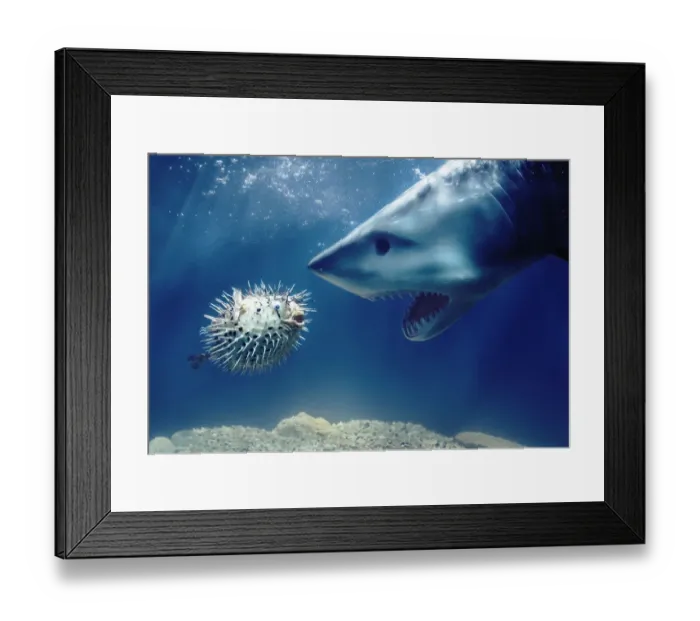 Framed Print : Shark Confronts Puffer Fish Framed Print : Shark Confronts Puffer Fish