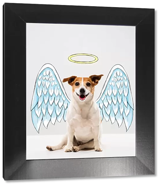 Angel Dog. Jack Russell Terrier with illustrated Angel Wings and Halo
