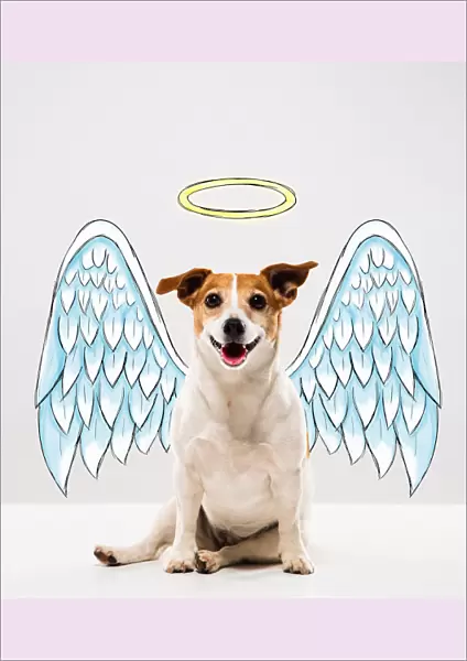 Angel Dog. Jack Russell Terrier with illustrated Angel Wings and Halo