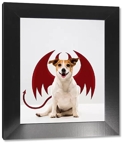 Jack Russell Devil Dog