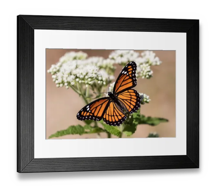 Framed Print : Viceroy Butterfly with Wings Spread Framed Print : Viceroy Butterfly with Wings Spread