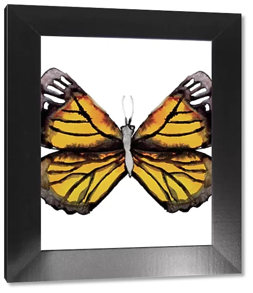 Watercolor Monarch Butterfly