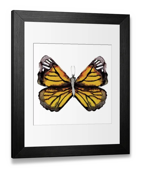Framed Print : Watercolor Monarch Butterfly