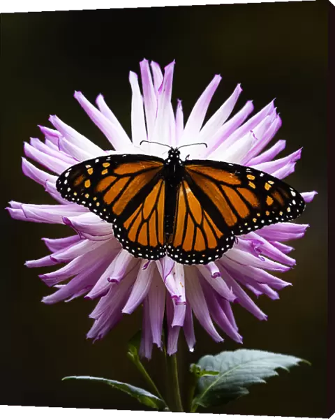 Pink Dahlia Covered by Orange Monarch Butterfly at Bayard Cutting Arboretum