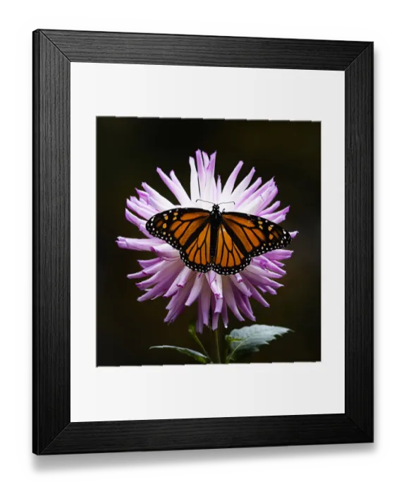 Framed Print : Pink Dahlia Covered by Orange Monarch Butterfly at Bayard Cutting Arboretum Framed Print : Pink Dahlia Covered by Orange Monarch Butterfly at Bayard Cutting Arboretum