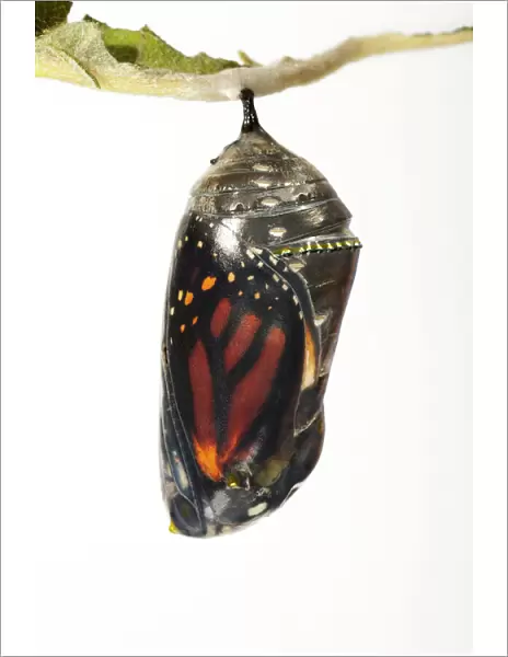 Monarch butterfly (Danaus plexippus) in chrysalis, close-up