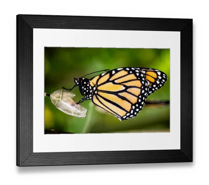 Framed Print : A butterfly is born Framed Print : A butterfly is born