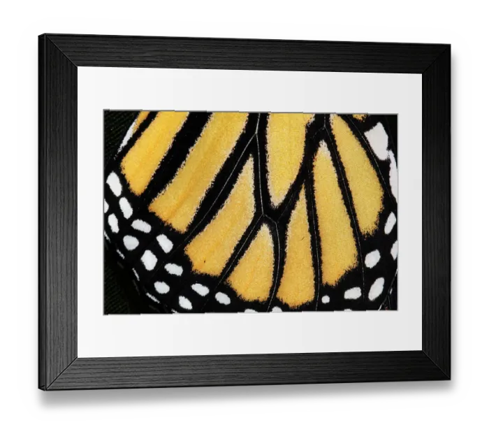 Framed Print : Macro Nature Photography Framed Print : Macro Nature Photography