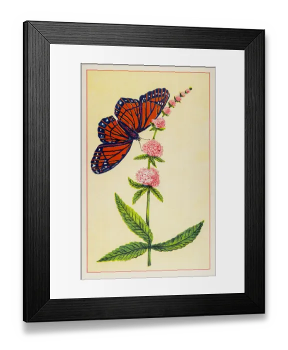 Framed Print : Marsh Hedge Nettle