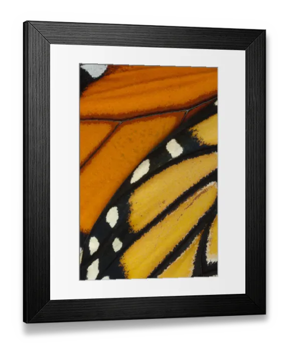 Framed Print : Monarch butterfly (Danaus plexippus) wing, detail