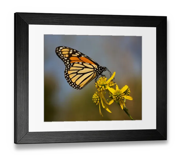 Framed Print : Monarch Butterfly Atop Wingstem Flowers Framed Print : Monarch Butterfly Atop Wingstem Flowers