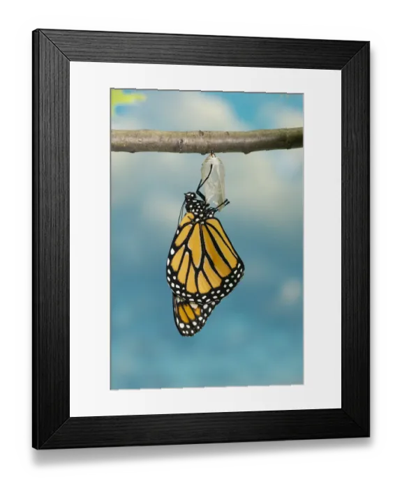 Framed Print : Monarch Butterfly Hatching Framed Print : Monarch Butterfly Hatching