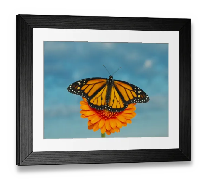 Framed Print : Monarch Butterfly on an orange flower Framed Print : Monarch Butterfly on an orange flower