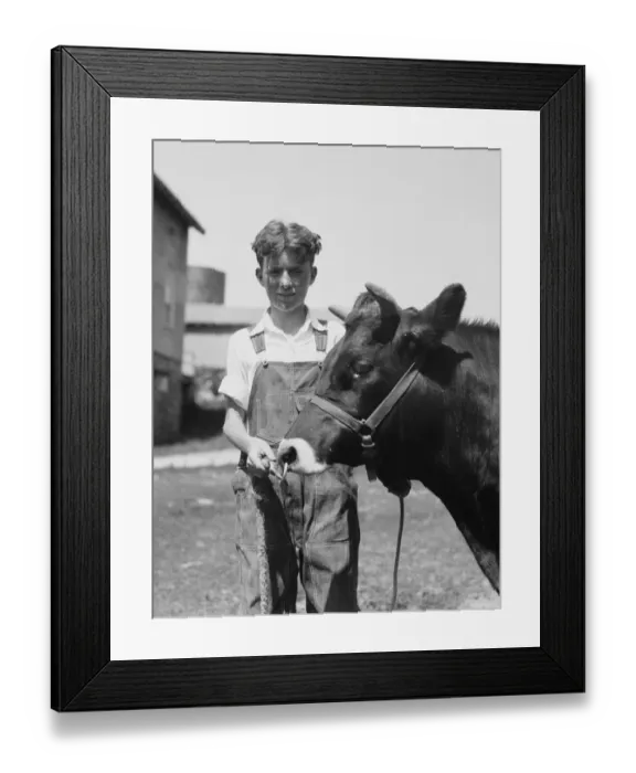 Framed Print : Teenage farm boy wearing bib overalls, holding Jersey bull Framed Print : Teenage farm boy wearing bib overalls, holding Jersey bull