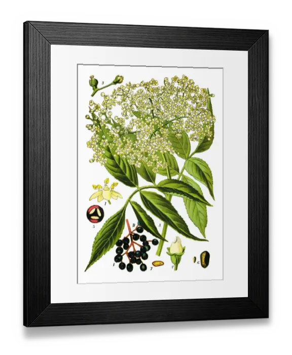 Framed Print : elder, elderberry, black elder, European elder, European elderberry Framed Print : elder, elderberry, black elder, European elder, European elderberry