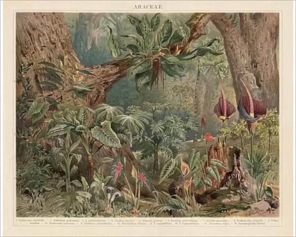 Araceae, monocotyledonous flowering plants in the tropics, lithograph, published 1897