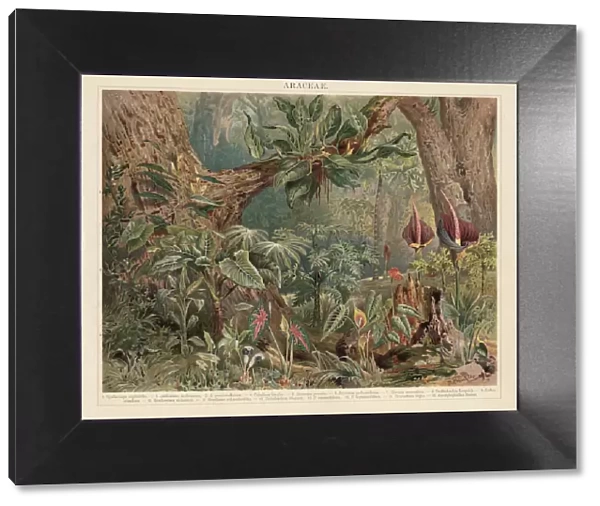 Araceae, monocotyledonous flowering plants in the tropics, lithograph, published 1897