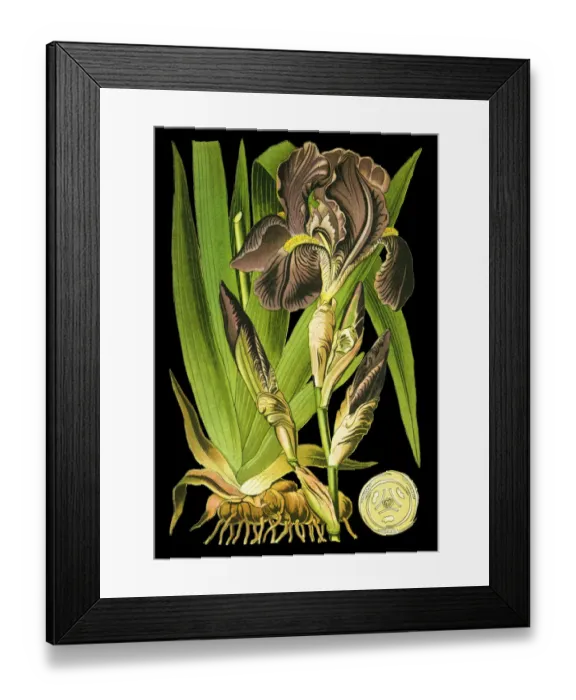 Framed Print : bearded iris or German bearded iris Framed Print : bearded iris or German bearded iris
