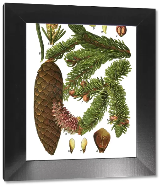 spruce. Antique illustration of a Medicinal and Herbal Plants.
