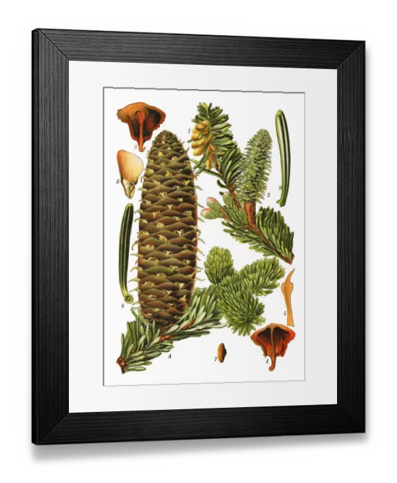 Framed Print : fir-tree. Antique illustration of a Medicinal and Herbal Plants. Framed Print : fir-tree. Antique illustration of a Medicinal and Herbal Plants.