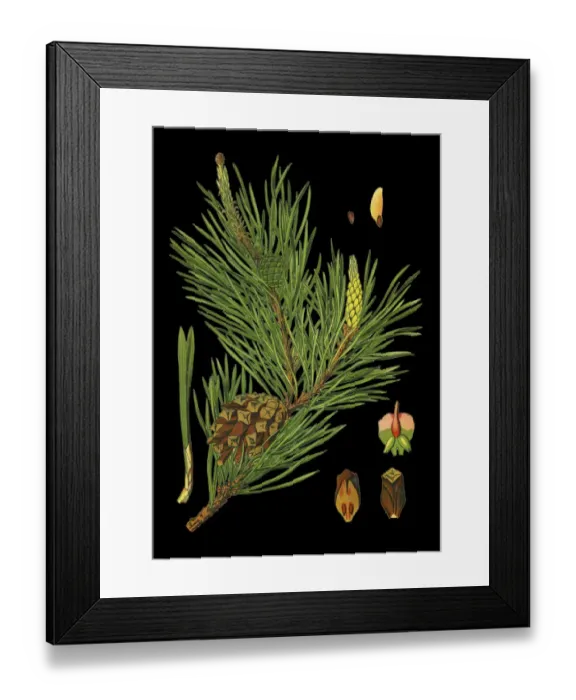 Framed Print : pine. Antique illustration of a Medicinal and Herbal Plants. Framed Print : pine. Antique illustration of a Medicinal and Herbal Plants.