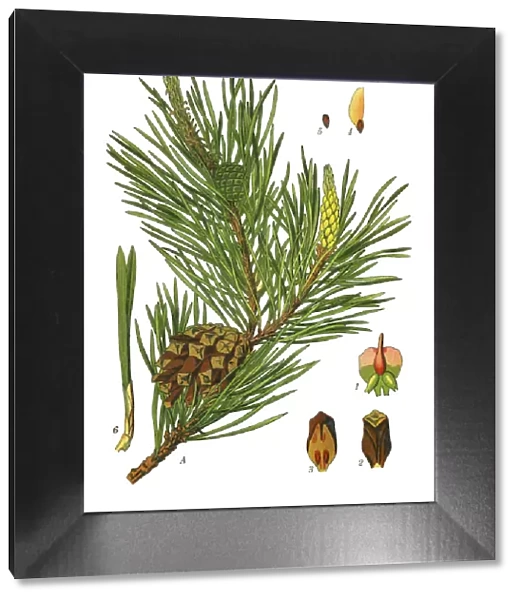 pine. Antique illustration of a Medicinal and Herbal Plants.