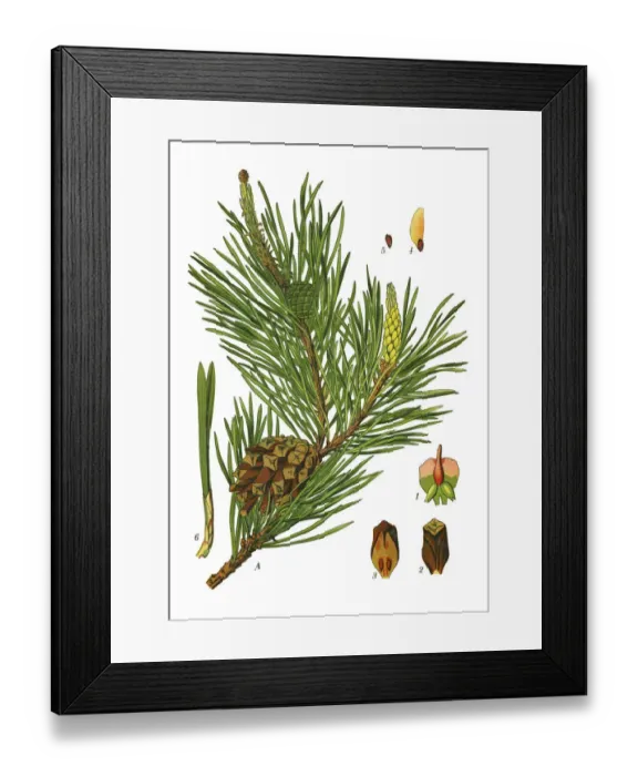Framed Print : pine. Antique illustration of a Medicinal and Herbal Plants. Framed Print : pine. Antique illustration of a Medicinal and Herbal Plants.