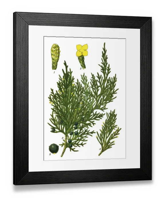 Framed Print : juniper, cade Framed Print : juniper, cade